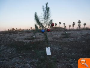 Borriana planta en l'Arenal els arbres de Nadal exposats en els comerços locals - (foto 3)