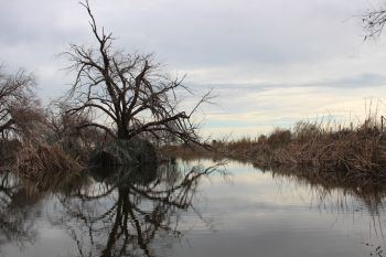 Els aiguamolls, un xicotet museu de la nostra flora i fauna 
