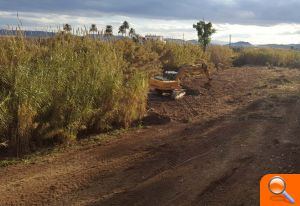 La Pobla Llarga potenciarà el bosc de ribera del barranc de Barxeta - (foto 2)