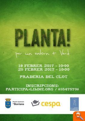 Borriana reforçarà el Clot de la Mare de Déu amb 655 plantons - (foto 3)