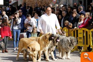 Bendición de animales de sant Antoni - (foto 4) Bendición de animales de sant Antoni - (foto 4)
