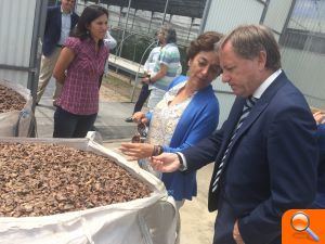 El Centro Nacional de Recursos Genéticos de Alaquàs, epicentro del cultivo, mejora genética y clonación del Pinus pinea - (foto 2)