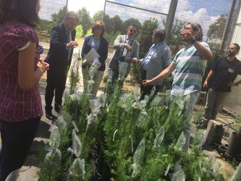 El Centro Nacional de Recursos Genéticos de Alaquàs, epicentro del cultivo, mejora genética y clonación del Pinus pinea