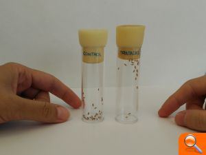 Un estudi amb mosques Drosophila i cèl·lules humanes identifica potencials compostos terapèutics per al Parkinson - (foto 2)