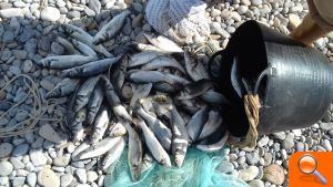 La Guardería del Consorcio río Mijares recuerda la prohibición de pescar con esparavel o rall en la desembocadura - (foto 2)