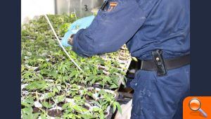 La Policía Nacional se incauta de más de 100 plantas de marihuana en una operación contra el tráfico de drogas