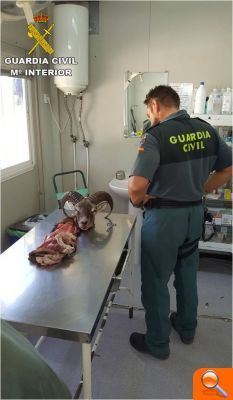 La Guardia Civil interviene en el aeropuerto de Alicante-Elche una cabeza de muflón - (foto 2) La Guardia Civil interviene en el aeropuerto de Alicante-Elche una cabeza de muflón - (foto 2)