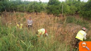 Les brigades del SEPE inicien les tasques de millora rural a Alzira - (foto 2)