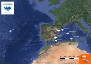 Una de las tortugas recuperadas por el Oceanogràfic ya avanza en medio del Atlántico