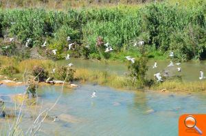La desembocadura del río Mijares lleva agua de forma permanente desde hace más de un año - (foto 2) La desembocadura del río Mijares lleva agua de forma permanente desde hace más de un año - (foto 2)