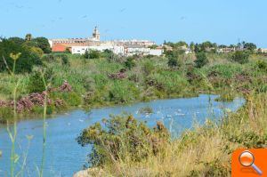 La desembocadura del río Mijares lleva agua de forma permanente desde hace más de un año - (foto 3) La desembocadura del río Mijares lleva agua de forma permanente desde hace más de un año - (foto 3)