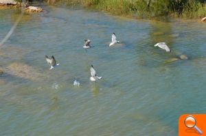 La desembocadura del río Mijares lleva agua de forma permanente desde hace más de un año - (foto 4) La desembocadura del río Mijares lleva agua de forma permanente desde hace más de un año - (foto 4)