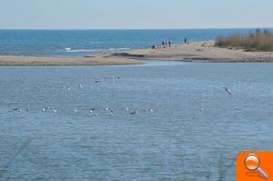 La desembocadura del río Mijares lleva agua de forma permanente desde hace más de un año - (foto 5) La desembocadura del río Mijares lleva agua de forma permanente desde hace más de un año - (foto 5)
