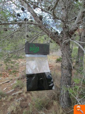 L’Associació Benissera Anti-Incendis realitza accions per combatre la procesionària dels pins - (foto 2)