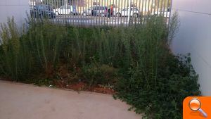 Cs exigeix "reparar la situació d'abandó de la Ciutat Esportiva Municipal" - (foto 3) Cs exigeix "reparar la situació d'abandó de la Ciutat Esportiva Municipal" - (foto 3)