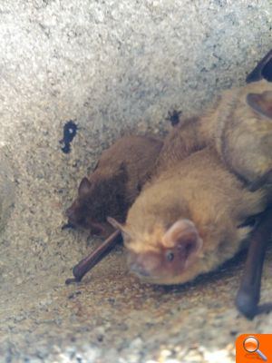 El programa de conservación de murciélagos sigue ampliándose y obteniendo resultados positivos - (foto 2) El programa de conservación de murciélagos sigue ampliándose y obteniendo resultados positivos - (foto 2)