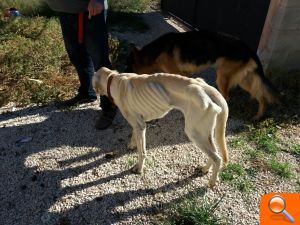 La Policía Local trasladará al juzgado un presunto caso de abandono y maltrato animal