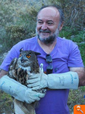 Posada en llibertat d'un mussol real en el Riu Algar - (foto 2)