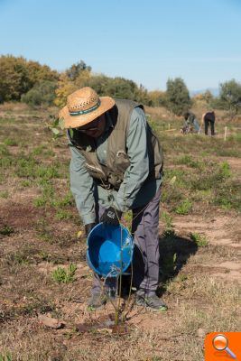 El Clot rebrota amb la plantació de 250 arbres - (foto 3)