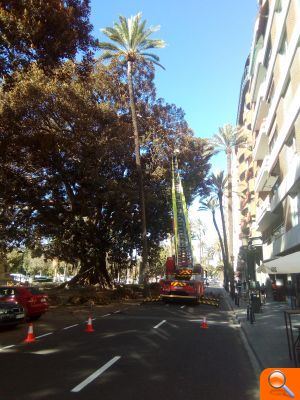 Parcs i Jardins comença l'operació de poda dels ficus gegants de l'Albereda - (foto 2) Parcs i Jardins comença l'operació de poda dels ficus gegants de l'Albereda - (foto 2)