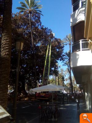 Parcs i Jardins comença l'operació de poda dels ficus gegants de l'Albereda - (foto 3) Parcs i Jardins comença l'operació de poda dels ficus gegants de l'Albereda - (foto 3)