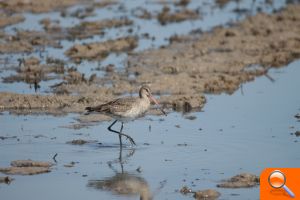 El agua vuelve a inundar el Tancat de la Ratlla en el Parque Natural de la Albufera