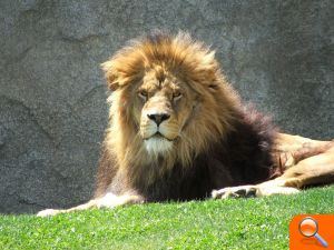 Muere Keops, "el rey de la selva" de BIOPARC Valencia