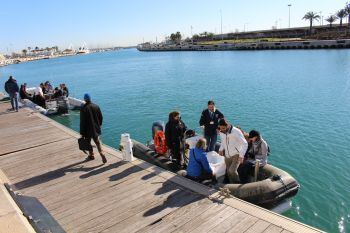 El Oceanogràfic suelta veinte tiburones criados tras ser recogidos por pescadores