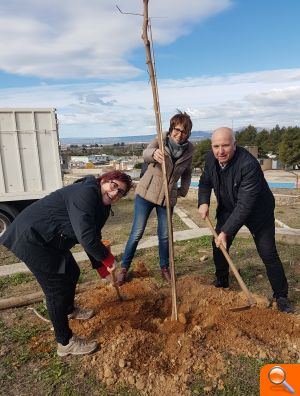 Les associacions de veïns d’Alzira continuen plantant arbres durant tot el mes de febrer - (foto 2)