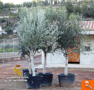 La Guardia Civil detiene a una persona por el robo de olivos en una finca en Onda