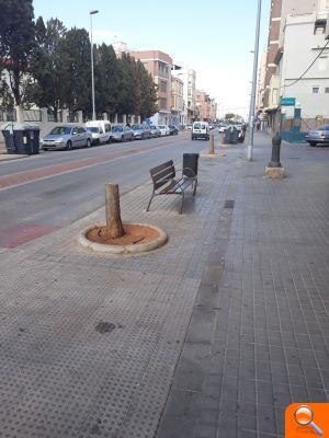 El PP proposa a l'alcalde 'destinar els 4.300 euros que gasta a l'any en un arbre de Nadal artificial a trasplantar acàcies sanes en lloc de talar-les' - (foto 2)