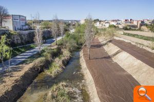 Un tratamiento innovador pretende acabar con el exceso de cañas en el barranco de Picassent - (foto 2)