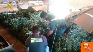 La Guardia Civil desmantela un cultivo indoor con más de 800 plantas de marihuana