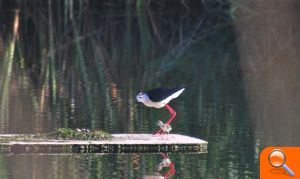 Cientos de aves inician el periodo de cría en el Paisaje Protegido de la Desembocadura del río Mijares - (foto 2)