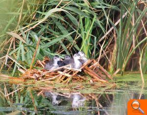 Cientos de aves inician el periodo de cría en el Paisaje Protegido de la Desembocadura del río Mijares - (foto 3)