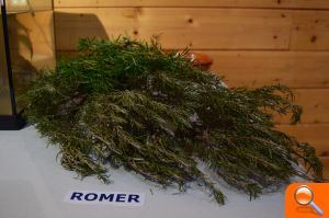 Plantas del Turia que ayudan a mejorar el cuerpo y la mente - (foto 3)