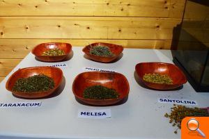 Plantas del Turia que ayudan a mejorar el cuerpo y la mente - (foto 4)