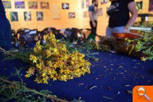 Plantas del Turia que ayudan a mejorar el cuerpo y la mente - (foto 8)