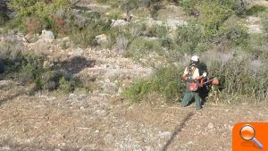 Desbroce y limpieza de fincas municipales para la prevención de incendios  - (foto 3)