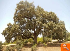 Ontinyent exposa el seu catàleg d'arbres protegits a València - (foto 2)
