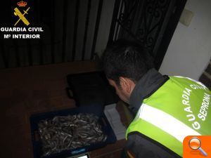 La Guardia Civil interviene merluza inmadura en un control para la prevención del trafico de pescado ilícito 