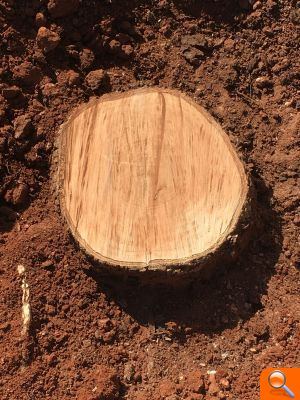 PP: “El PSPV celebra el dia del Medi ambient amb una nova tala d'arbres” - (foto 2)