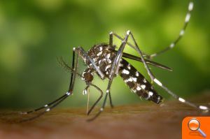 Calp pone en marcha la campaña de prevención y detección del mosquito tigre