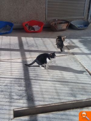 Valencia contratará 3 nuevos veterinarios y un auxiliar de oficios para los centros de adopción de animales - (foto 2)