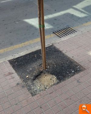 Compromís demana que es reparen desperfectes en el nou arbrat de l’avinguda Ametlers de Benidorm - (foto 3)