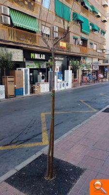 Compromís demana que es reparen desperfectes en el nou arbrat de l’avinguda Ametlers de Benidorm - (foto 2)