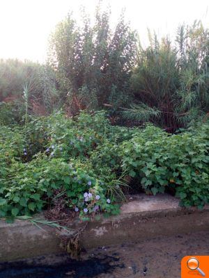 El PP urgeix a netejar les sèquies per a evitar inundacions - (foto 4) El PP urgeix a netejar les sèquies per a evitar inundacions - (foto 4)