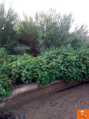 El PP urgeix a netejar les sèquies per a evitar inundacions - (foto 5) El PP urgeix a netejar les sèquies per a evitar inundacions - (foto 5)