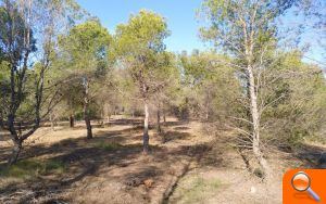 La Concejalía de Sostenibilidad ha conseguido una subvención para la mejora forestal de la Sierra de Santa Pola - (foto 2) La Concejalía de Sostenibilidad ha conseguido una subvención para la mejora forestal de la Sierra de Santa Pola - (foto 2)