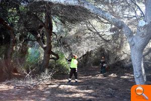 Les brigades de la Diputació treballen en la zona del Saler i nuclis de la Devesa per a prevenir incendis - (foto 3)